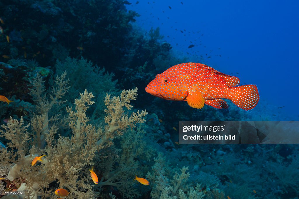 Coral Grouper, Cephalopholis miniata, St. Johns, Red Sea, Egypt