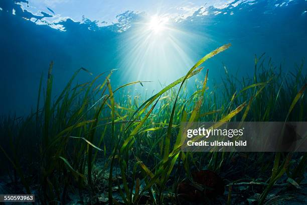 Seagrass Meadows, Cenderawasih Bay, West Papua, Indonesia