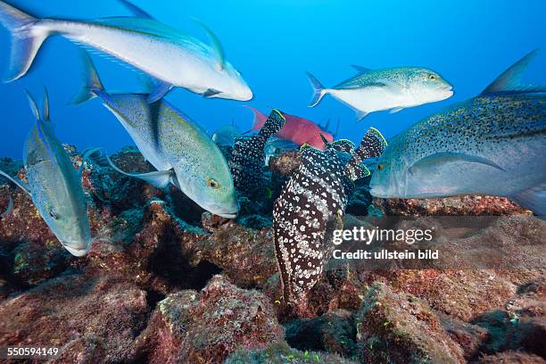 Bluefin Trevally and Leather Bass hunting together, Caranx melampygus, Dermatolepis dermatolepis, Socorro, Revillagigedo Islands, Mexico