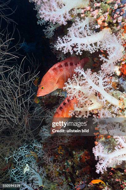 Sixspot Grouper, Cephalopholis sexmaculata, South Male Atoll, Maldives