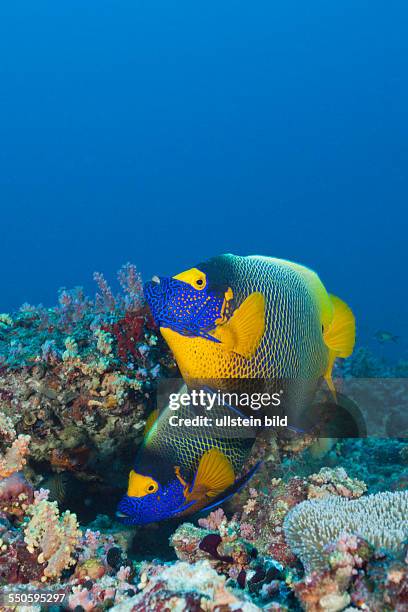 Yellowmask Angelfish, Pomacanthus xanthometopon, South Male Atoll, Maldives