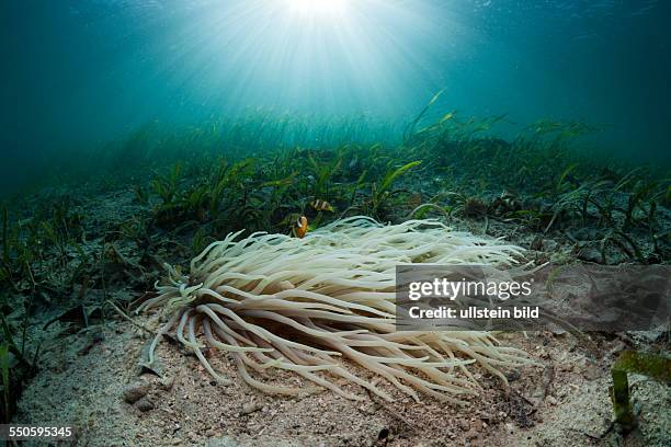 Leather Sea Anemone with Clarks Anemonefish in Seagrass Meadows, Heteractis crispa, Amphiprion clarkii, Cenderawasih Bay, West Papua, Indonesia