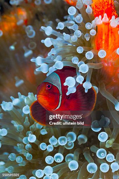 Spinecheek Clownfish in white Bubble Tip Sea Anemone, Premnas aculeatus, Entacmaea quadricolor, Cenderawasih Bay, West Papua, Indonesia