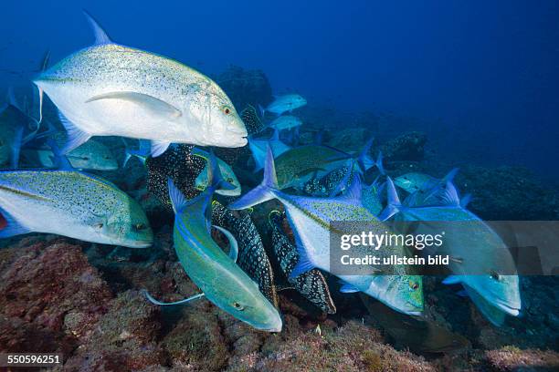 Bluefin Trevally, Caranx melampygus, Socorro, Revillagigedo Islands, Mexico