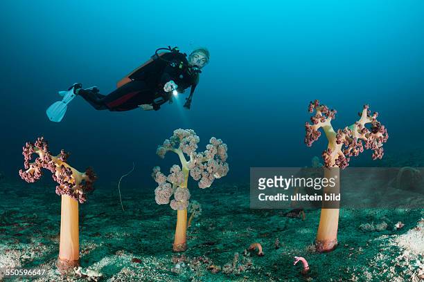 Soft Corals and Scuba Diver, Umbellulifera sp., Cenderawasih Bay, West Papua, Indonesia
