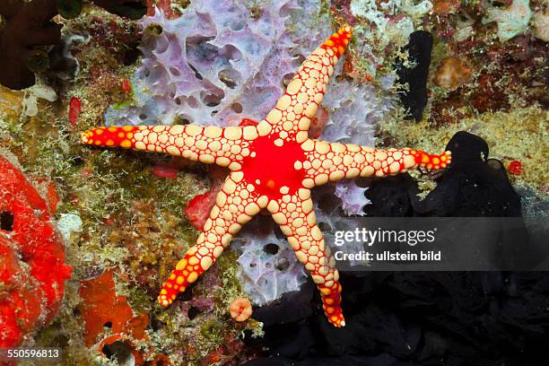 Red Mesh Starfish, Fromia monilis, Baa Atoll, Indian Ocean, Maldives
