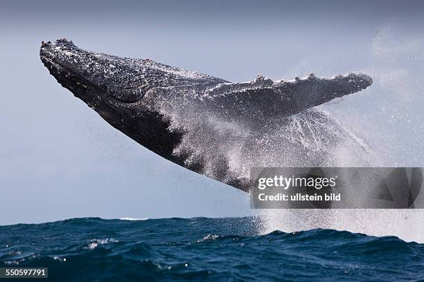 Breaching Breaching Ocean Photos and Premium High Res Pictures - Getty Images