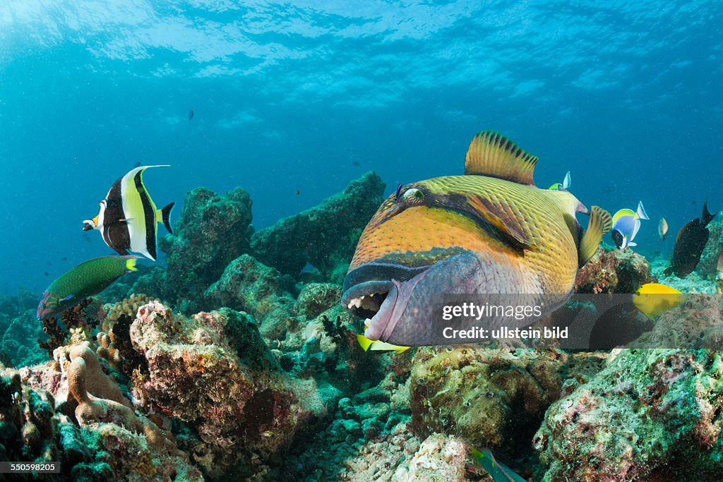 Moustache Triggerfish, Balistoides viridescens, Baa Atoll, Indian Ocean, Maldives