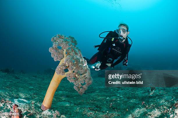 Scuba Diver and Soft Corals, Umbellulifera sp., Cenderawasih Bay, West Papua, Indonesia