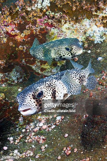 Common Porcupinefish, Diodon hystrix, San Benedicto, Revillagigedo Islands, Mexico