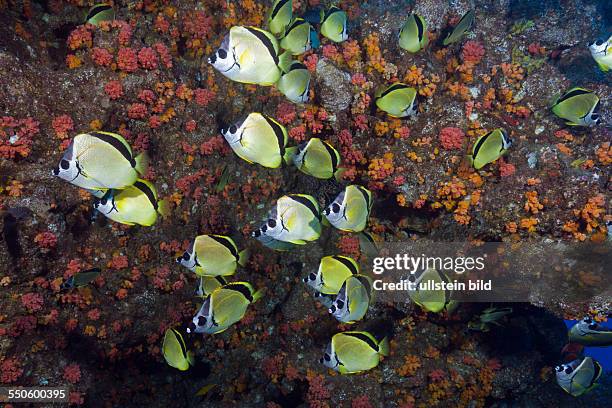 20 Shoal Of Barberfish Stock Photos, High-Res Pictures, and Images ...