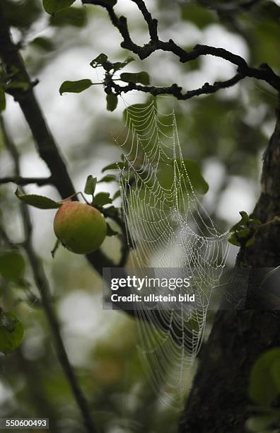 Mit Morgentau benetztes Spinnennetz in einem Apfelbaum - Carwitz
