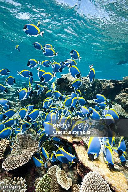 Shoal of Powder Blue Tang, Acanthurus leucosternon, Thaa Atoll, Maldives