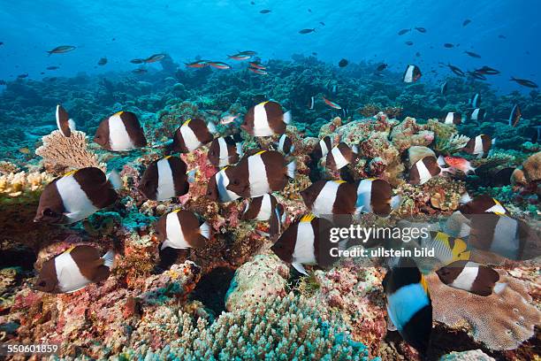 Black Pyramid Butterflyfish, Hemitaurichthys zoster, Thaa Atoll, Maldives