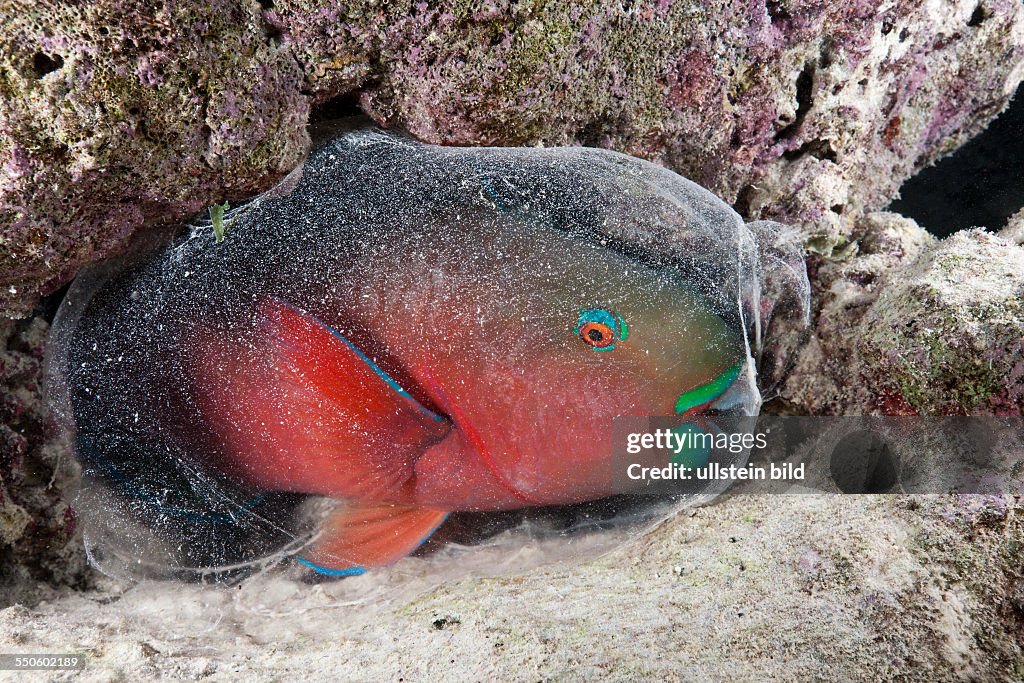Protective Cocoon envelops Sleeping Parrotfish, Scarus sp., Baa Atoll, Indian Ocean, Maldives