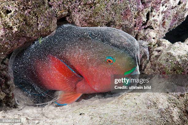 Protective Cocoon envelops Sleeping Parrotfish, Scarus sp., Baa Atoll, Indian Ocean, Maldives