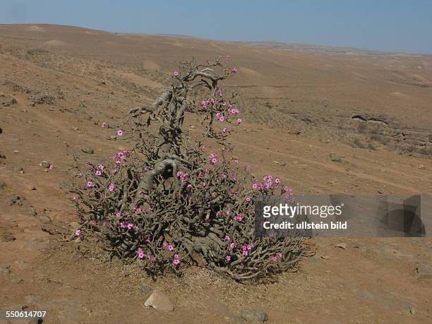 Adenium obesum , auch Wüstenrose genannt, ist eine Pflanzenart aus der Familie der Hundsgiftgewächse Apocynaceae Foto: Oman nördlich Salalah Wüste...