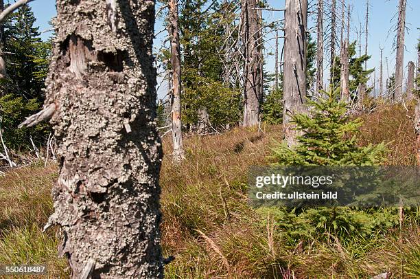 Toter Wald am Großen Rachel bei Spiegelau im Nationalpark Bayerischer Wald, Der Große Rachel ist der zweithöchste Berg im Bayerischen Wald. Im...