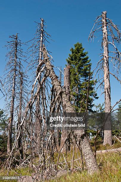 Toter Wald am Großen Rachel bei Spiegelau im Nationalpark Bayerischer Wald, Der Große Rachel ist der zweithöchste Berg im Bayerischen Wald. Im...