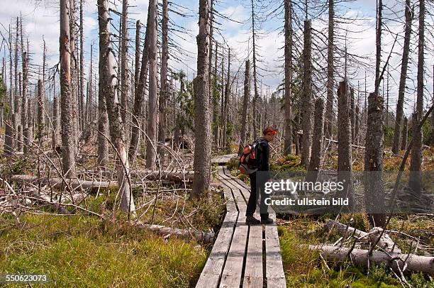 Der Wald im Zwieseler Filz bei Buchenau im Naturschutzgebiet Schachten und Filze im Nationalpark Bayerischer Wald wurde durch den Orkan Kyrill im...