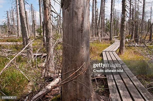 Der Wald im Zwieseler Filz bei Buchenau im Naturschutzgebiet Schachten und Filze im Nationalpark Bayerischer Wald wurde durch den Orkan Kyrill im...