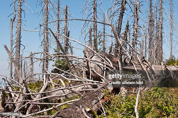 Toter Wald am Großen Rachel bei Spiegelau im Nationalpark Bayerischer Wald, Der Große Rachel ist der zweithöchste Berg im Bayerischen Wald. Im...