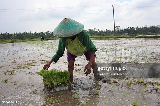 Indonesien, Bali Reisfeld