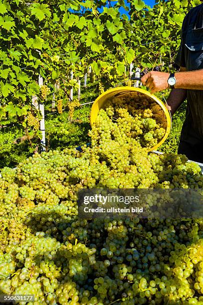 Weinlese im Weinberg, Weingarten im Herbst. Reife Weintrauben werden geerntet.