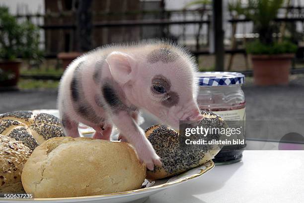 Memleben Erlebnistierpark Nachwuchs bei den Micro Pigs den Micro Schweinen Mikro Schweine , der kleinsten Schweinerasse der Welt . Seit märz 2013...