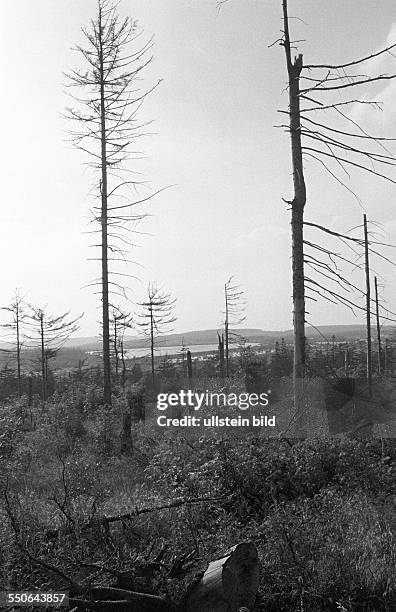 Toter Wald im Grenzgebiet. Altenberg DDR, 11. 07. 1987. Waldsterben im Erzgebirge. Auf den Höhenzügen zwischen der DDR und CSSR sterben die Bäume....