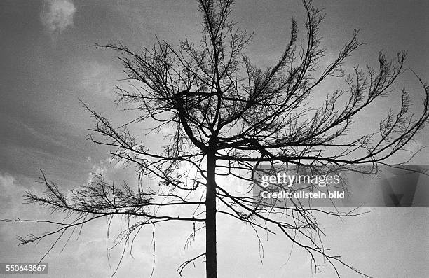 Sterbender Baum im Grenzgebiet. Altenberg DDR, 11. 07. 1987. Waldsterben im Erzgebirge. Auf den Höhenzügen zwischen der DDR und CSSR sterben die...