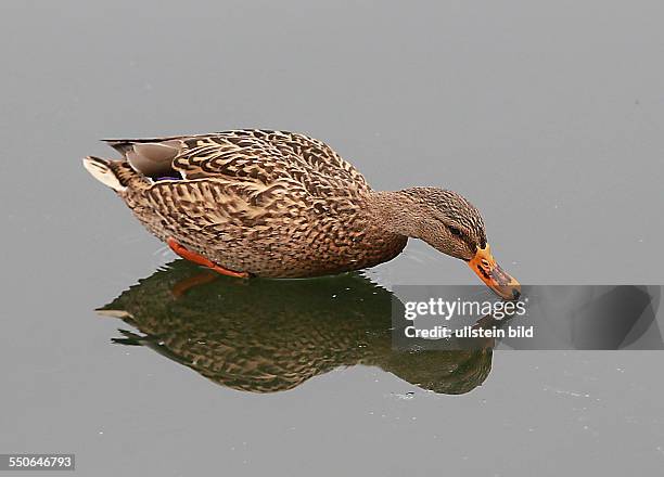 Stockente Anas platyrhynchos Stockenten Ente Enten Wasservogel Wasservögel Winter Eis Spiegelung spiegeln spiegelt sich Entenballett Marke stadtmarke...