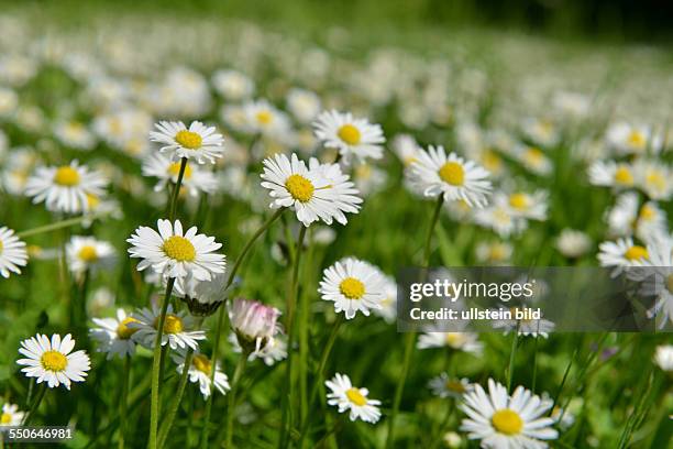 Gaensebluemchen / Gänseblümchen