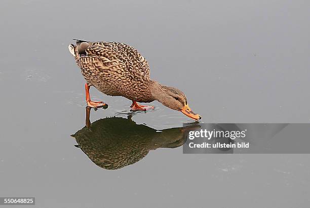 Stockente Anas platyrhynchos, Weibchen Stockenten Ente Enten Wasservogel Wasservögel Winter Eis Spiegelung spiegeln spiegelt sich Entenballett