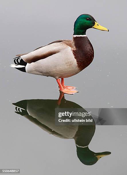 Stockente Anas platyrhynchos Stockenten Ente Enten Wasservogel Wasservögel Winter Eis Spiegelung spiegeln spiegelt sich Entenballett Marke stadtmarke...