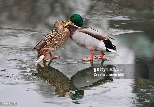 Stockente Anas platyrhynchos Stockenten Ente Enten Wasservogel Wasservögel Winter Eis Spiegelung spiegeln spiegelt sich Entenballett Kampf um jeden...