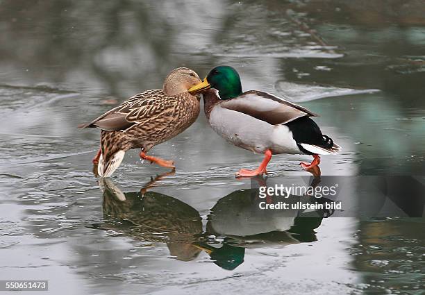 Stockente Anas platyrhynchos Stockenten Ente Enten Wasservogel Wasservögel Winter Eis Spiegelung spiegeln spiegelt sich Entenballett Kampf um jeden...