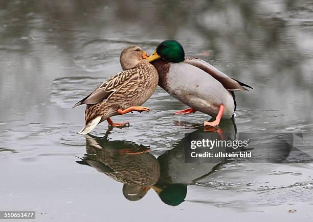 Stockente Anas platyrhynchos Stockenten Ente Enten Wasservogel Wasservögel Winter Eis Spiegelung spiegeln spiegelt sich Entenballett Kampf um jeden...