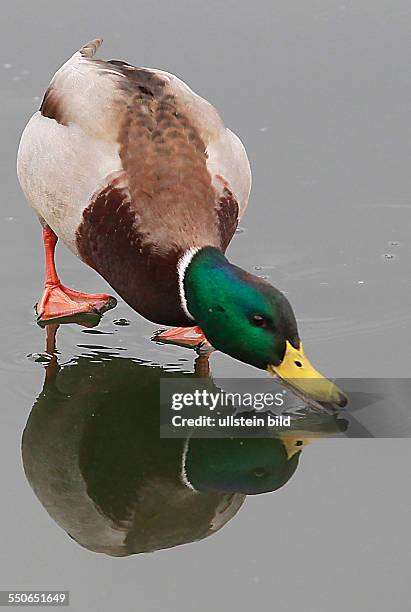 Stockente Anas platyrhynchos Stockenten Ente Enten Wasservogel Wasservögel Winter Eis Spiegelung spiegeln spiegelt sich Entenballett Marke stadtmarke...