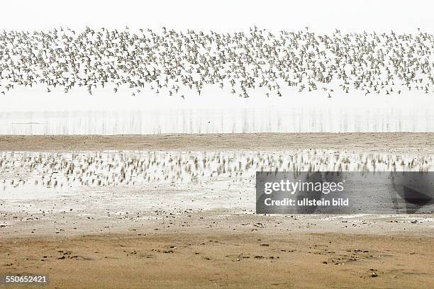 Nordsee, Insel Sylt, Schleswig-Holstein, Vogelschwarm im Nebel am Wattenmeer, Swarm of birds in the fog over the Wadden-sea on the island Sylt, North...