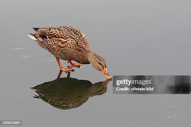 Stockente Anas platyrhynchos, Weibchen Stockenten Ente Enten Wasservogel Wasservögel Winter Eis Spiegelung spiegeln spiegelt sich Entenballett