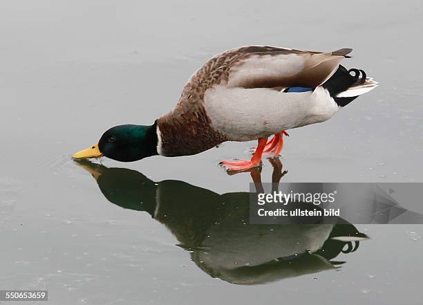 Stockente Anas platyrhynchos Stockenten Ente Enten Wasservogel Wasservögel Winter Eis Spiegelung spiegeln spiegelt sich Entenballett Marke stadtmarke...