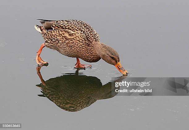 Stockente Anas platyrhynchos Stockenten Ente Enten Wasservogel Wasservögel Winter Eis Spiegelung spiegeln spiegelt sich Entenballett Marke stadtmarke...