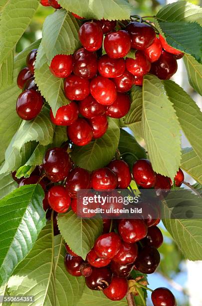 Frucht, dunkelrote Suesskirsche am Baum, Prunus Avium, Mai / Juni, Ligurien, Italien, 62531D4090