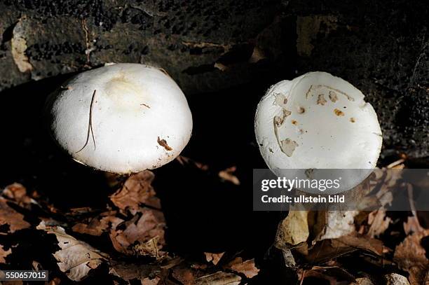 In Saarbrücken hat sich eine Familie mit Knollenblätterpilz vergiftet, den sie beim Sammeln von Pilzen mit Champignons verwechselt haben. Diese Pilze...