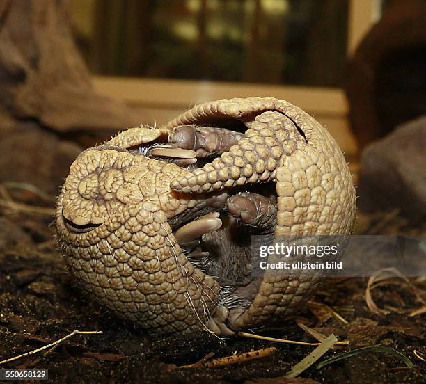 Bergzoo Halle Nachwuchs bei den Dreibindengürteltieren auch Südliche Kugelgürteltiere genannt Das Kugelgürteltier ist das offizielle Maskottchen der...