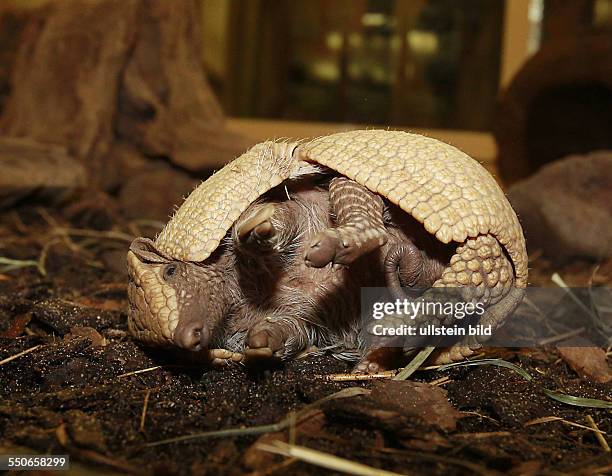 Bergzoo Halle Nachwuchs bei den Dreibindengürteltieren auch Südliche Kugelgürteltiere genannt Das Kugelgürteltier ist das offizielle Maskottchen der...