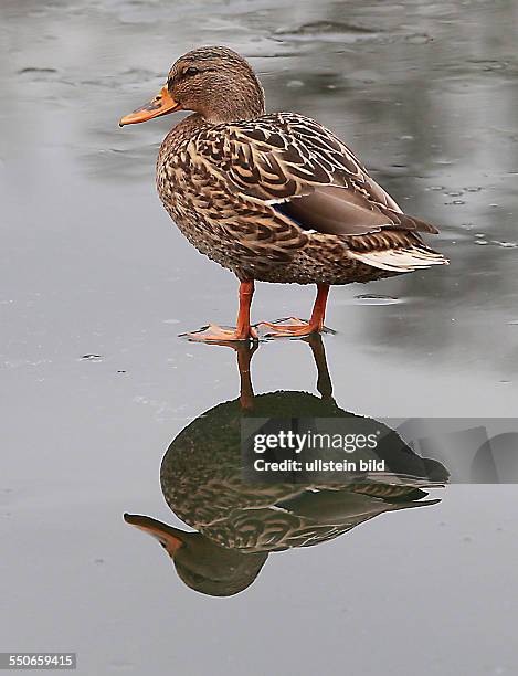 Stockente Anas platyrhynchos Stockenten Ente Enten Wasservogel Wasservögel Winter Eis Spiegelung spiegeln spiegelt sich Entenballett Marke stadtmarke...