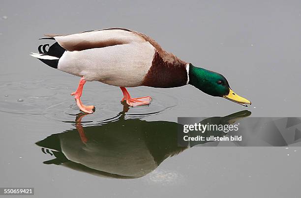 Stockente Anas platyrhynchos Stockenten Ente Enten Wasservogel Wasservögel Winter Eis Spiegelung spiegeln spiegelt sich Entenballett Marke stadtmarke...