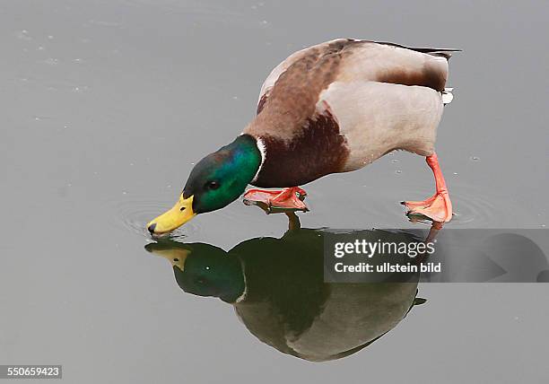 Stockente Anas platyrhynchos Stockenten Ente Enten Wasservogel Wasservögel Winter Eis Spiegelung spiegeln spiegelt sich Entenballett Marke stadtmarke...